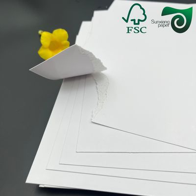 FSC C1S Food Grade FBB Board 270g 325g 350g  Low Temperature Resistant For Hamburger Box